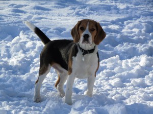 Beaglen Kvik som 4 måneder