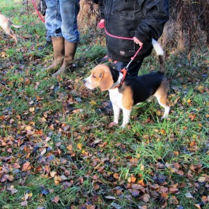 Beagle Kvik