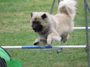 Kiwi til hundesport