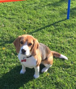 Beagle mor