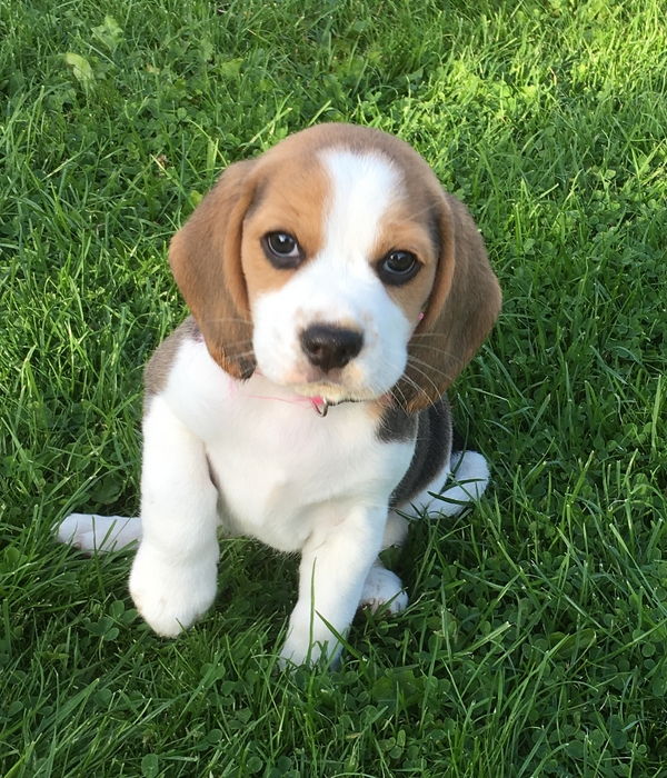 Beagle fortsættelse på en beagle Bella