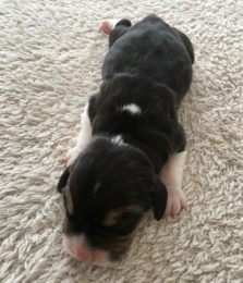 Beagle Hvalp