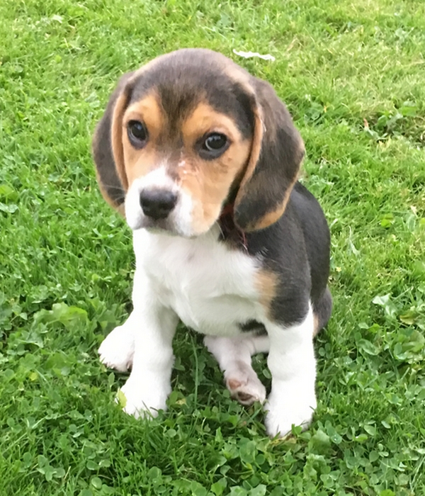 Beagle fortsættelse på en beagle Bella